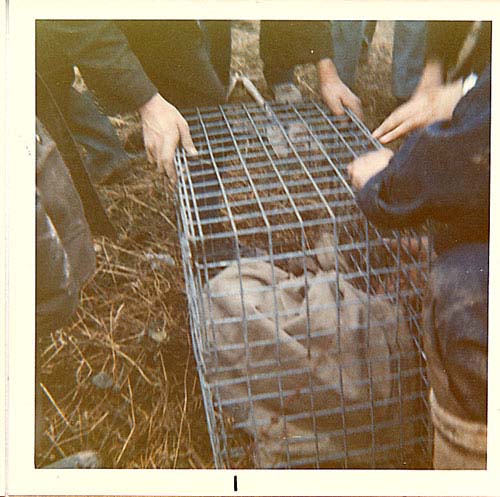 badgers-cage