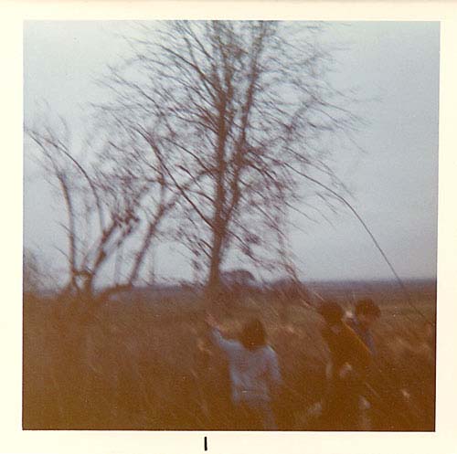 badgers-trees